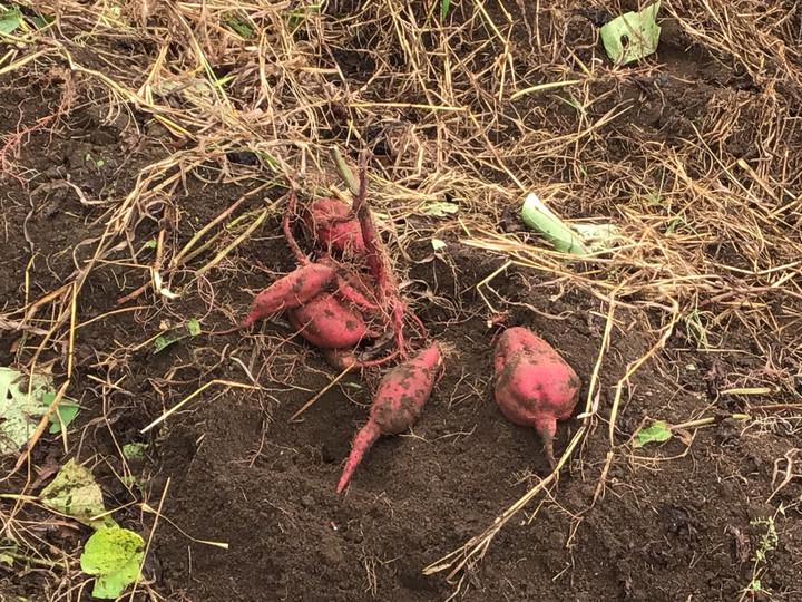 46f5b5fc165846db8553ec9a37ccdaa5